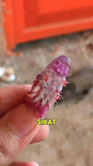 MANFAAT SIKAT GIGI BEKAS

#tipsandtrik #tips #trik #tutorial #kreatif #hiburan #inspirasi #inspiratif 