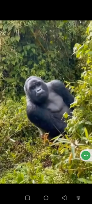 Di Suruh Sembunyi masih saja Mengintip 😅 #hiburan #vidiolucu #kingkong 