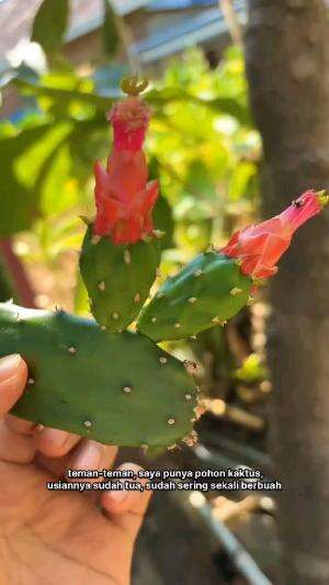 buah kak Tus berbuah terus #Inspirasi 