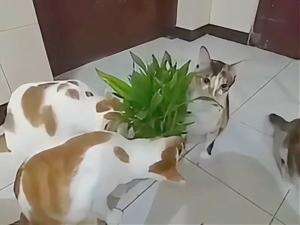 kucing herbivora #HOTrctiplus #shortplus #kucingoyen #duniakucing