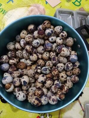 Peternakan Telur puyuh #burungpuyuh  #telurpuyuh  #peternakmuda 