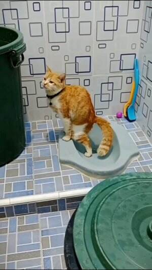 kucing ngising  #short   #shortplus  #kucinglucu  #RCTIPlus  #HOTrctiplus 