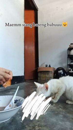 Talaa makan ciangg gess😻😻 



 #Kucing #kucinglucu  #duniakucing  #fyp 