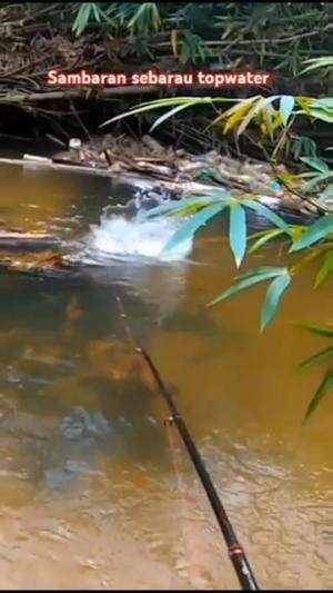 Sambaran yang menggelegar  #casting  #mancing  #RCTIPlus  #rcti  #HOTrctiplus 