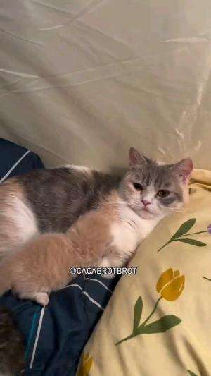 EMANG BOLEH SELUCU INI

#kucinglucu #kucingoyen #catlovers #pencintakucing #kucinggemoy #kucinggemes #sahabarkucing