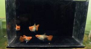 Blond Koi SB Guppy  #everyone #RCTIPlus #RCTIoke 
