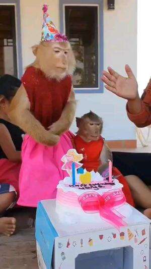 HBD MONYET !!!
#videolucu
