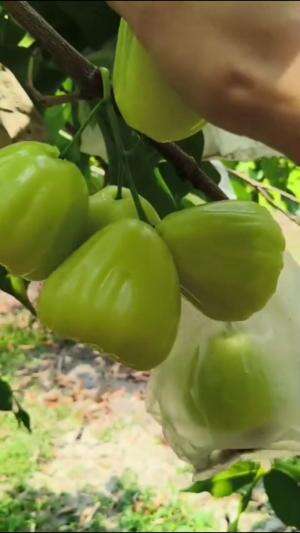 Jambu Air Hijau nya sudah berbuah bisa di petik #Berkebun #edukasi #fyp #fypシ゚viral #trending #foryou #RCTIPlus #HOTrctiplus