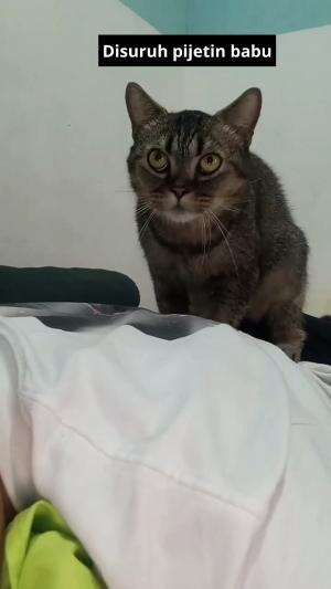 kucing mujair disuruh pijetin babunya

#HOTrctiplus #shortplus #kucingoyen #duniakucing