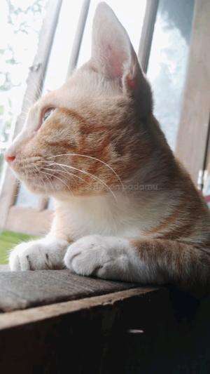 kehilangan anabul itu lebih sakit dari putus sama pacar 

 #pecintakucing  #catlover  #anabul  #sioyen  #kucingoyen  #Kucing  #catlovers 