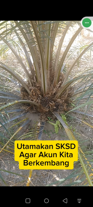 Sabar Menunggu #kelapasawit #petanisawit #kebunsawit #viral #Fyp 