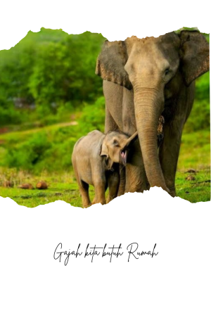 Save gajah kita! populasi Kritis 2025 - WWF Update #ceritapendek   #savegajahsumatra #alamindonesia #savewildlife