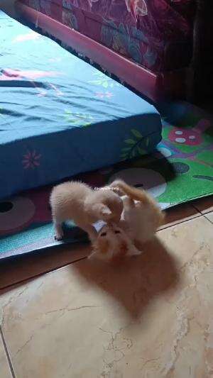 kucing kampung lagi bermain.. lucuuu gemes #HOTrctiplus #shortplus #kucingoyen #duniakucing
