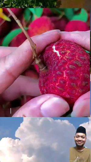 leci

#BuahSegar
#ManfaatBuah
#MakanBuah
#BuahBuahan
#CintaBuah
#BuahLokal
#BuahNusantara
