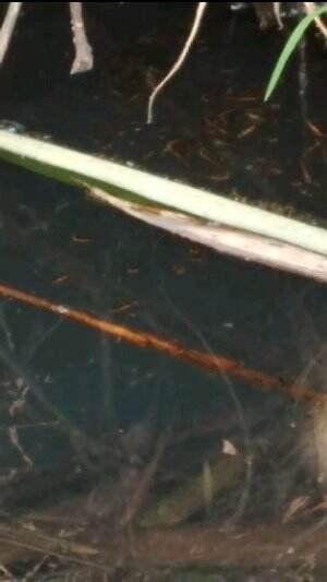 gerombolan anakan ikan gabus #fishing #ikan