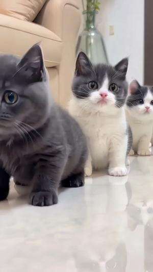 kucing lucu 

 #Kucing  #kucinglucu #duniakucing 