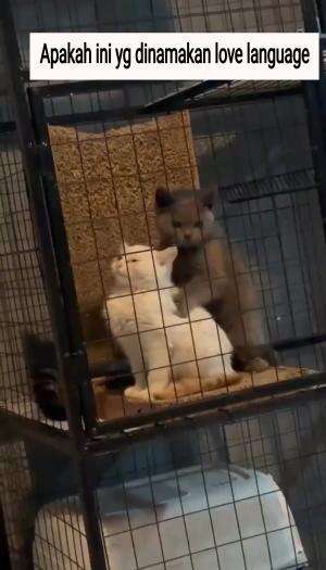 Apakah ini yg dinamakan love language