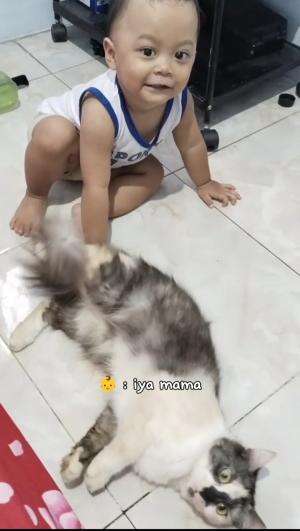 main sama kucing
#bermain  #kucingnya bt  #videolucu  #kucinglucu #gemasssh sekali #fypシ 