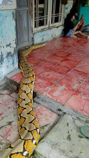 ularnya mau ikut main juga.