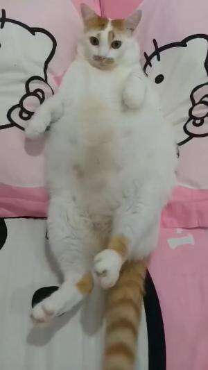 kucing super gemoy
#HOTrctiplus #shortplus #kucingoyen #duniakucing