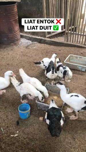 persiapan lebaran
#entokjumbo #HOTrctiplus 