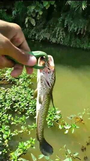 ikan gabus / haruan #ikan #mancing #gabus #viral #fyp #trending
