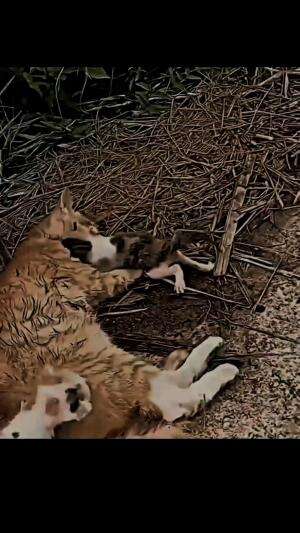 penyelamatan kucing  #fyp #Viral 
