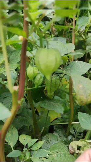 Ciplukan ternyata memiliki banyak manfaat untuk kesehatan #edukasi #fyp #fypシ゚viral #trending #foryou #RCTIPlus #HOTrctiplus #Berkebun 
