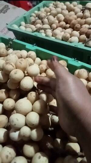 LANGSAT YA 
 #barudatang
 #jualanhariini
