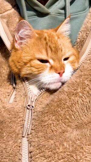 Kucing oren #Kucing  #kucingoyen  #kucinglucu  #duniakucing 