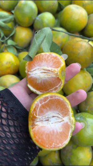 Stok buah jeruk yuk #edukasi #fyp #fypシ゚viral #trending #foryou #RCTIPlus #HOTrctiplus 