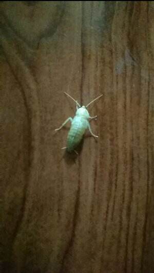 ketemu kecoa albino di dalam rumah 