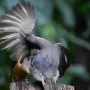 #birds #burungkicau #Agak lain ya burungnya 