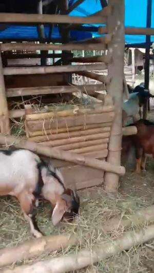 kambing dan kawan-kawan sedang makan gaes ...