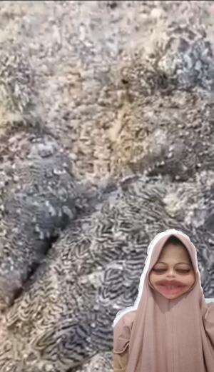 panen ikan  #RCTIPlus #reaction 