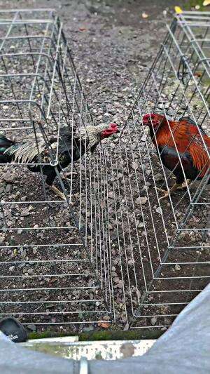Ayam Mangon dan pamangon sedang tidak akur 🤣

 #ayambangkok#RCTIPlus #fyp #trending #hewan #Viral 