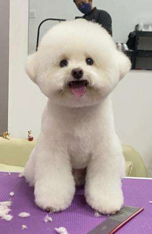 hello # grooming  #pets  #happy doggy 
