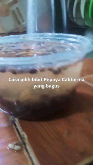 cara pilih bibit pepaya california yang bagus..