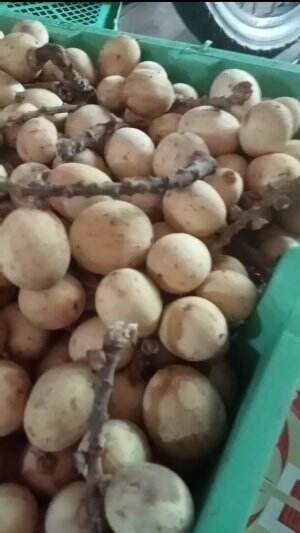 LANGSAT LAGI 
 #readytiaphari
 #larismanis 
