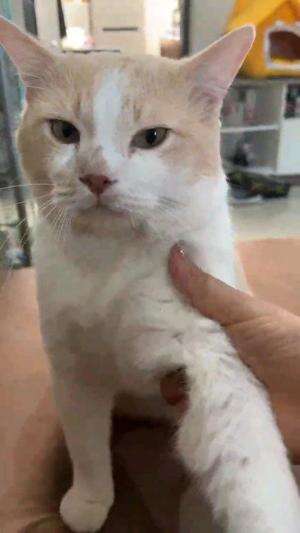 TEMAN CURHAT

#kucinglucu #kucingoyen #catlovers #pencintakucing #kucinggemoy #kucinggemes #sahabarkucing