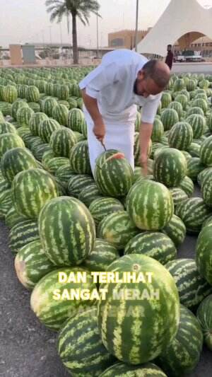 Semangka Arab #informasi #Viral #unik 