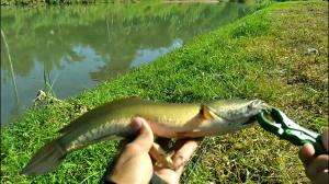 dapat ikan gabus pakai lure popper #gabus #haruan #fishingvideo #mancing #shortvideo #fyp
