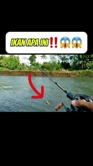 casting hampala #shorts #fishing #mancing #viral #fyp
