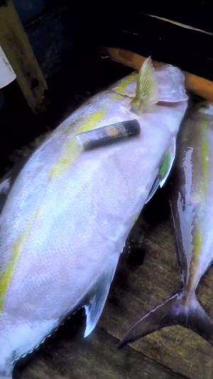  Hasilnya Lumayan Teman teman #fyp #fypシ゚viral #mancing #Viral #indonesia #kendari #ikan #SEBARKANPESANKEBAIKAN 