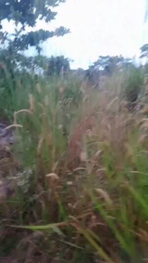 MENUJU HUTAN BELANTARA
 #hutanbelantara
 #kebunbinatang
 #hutankalimantan
