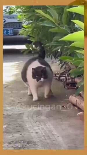 goyang cinggg #kucingoyen  #kucinglucu #duniakucing #Kucing #kucinggemoy 