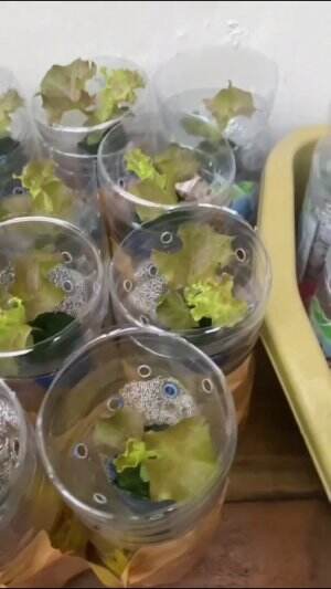 membuat tempat kreatif dari botol bekas #berkebun #fyp #fypシ゚viral #trending #foryou #RCTIPlus #HOTrctiplus