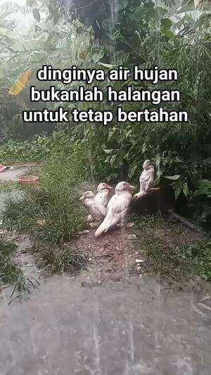 entoknya hujan hujanan