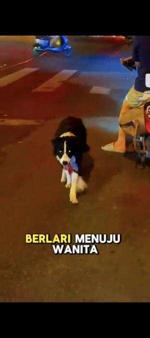 Doggi ini nebeng ke majikannya 😃😄😁 #videolucu  #happy doggy #hewan 