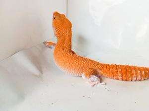 gecko orange
 #gecko 